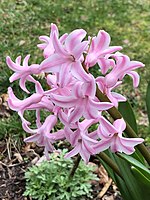 2020-03-20 13 10 04 Hyacinth with light pink flowers along Old Dairy Court in the Franklin Farm section of Oak Hill, Fairfax County, Virginia.jpg