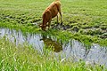 Fries Landschap