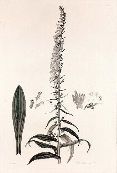 File:35 Digitalis lutea - John Lindley - Collectanea botanica (1821).jpg