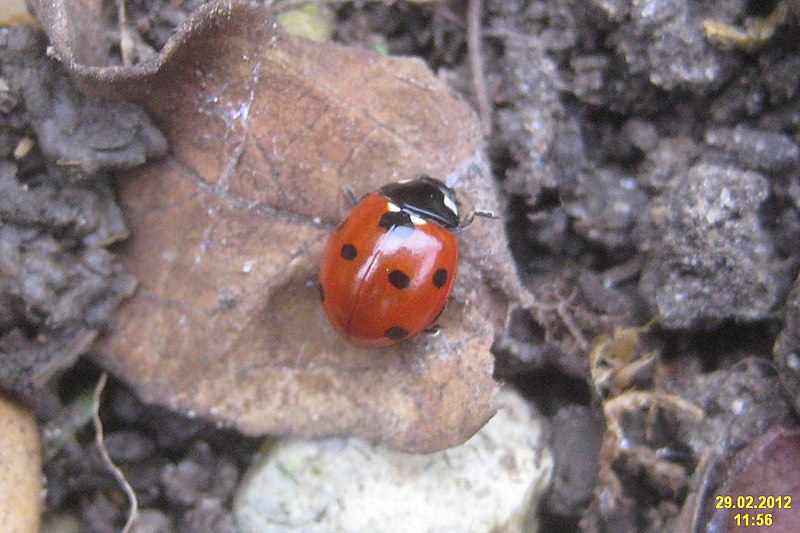 File:7-spot ladybird (BG) (6813115756).jpg