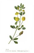 76 Medicago lupulina L.jpg