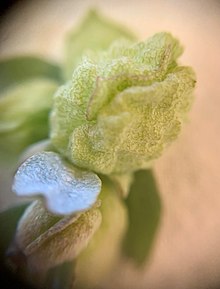A macro image of an Atriplex vesicaria fruit and leaf A. Vesicaria fruit in macro.jpg