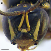 A. cincta (New Guinea population) worker face. Scale bar = 0.25 mm