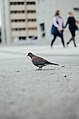 A Pigeon Went For A Walk At Lunchtime (132500135).jpeg