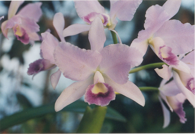 File:A and B Larsen orchids - Cattleya Portia Baroneza 834-8.jpg