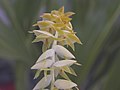 Dendrochilum magnum flowers