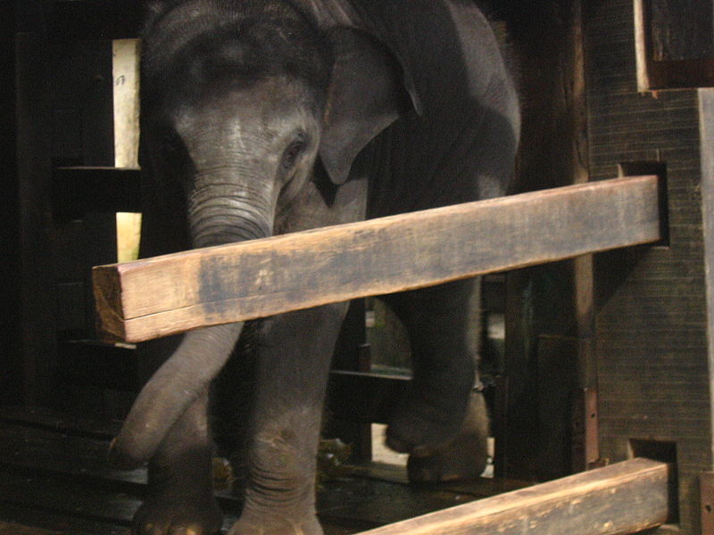 File:A baby Elephant at Anakottil.JPG