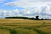 A field of barley on Tinhead Hill - geograph.org.uk - 886476.jpg