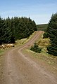 A forestry road on Martin Hill - geograph.org.uk - 1255149.jpg
