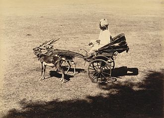 Pair of blackbucks trained to pull a small carriage A small carriage pulled by deer at Baroda in the 1890s.jpg