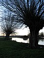 A tranquil late afternoon in mid-January. Stour Valley Path, Dedham Vale.