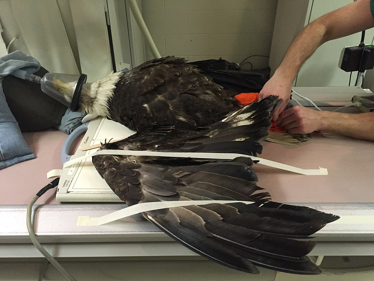 River, Bald Eagle - Veterinary Medicine at Illinois