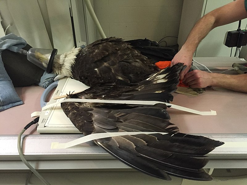 File:A wounded bald eagle receiving follow-up treatment by University of Tennessee Veterinary Hospital. (16380229252).jpg