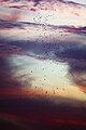 22 Abdim's storks in a storm (Etosha, 2013) uploaded by Yathin sk, nominated by Yathin sk