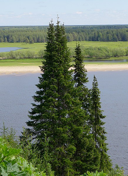 File:Abies sibirica by the Vychegda River, Komi Republic, Russia 1.jpg