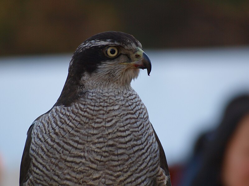 File:Accipiter gentilis -upper body-8a.jpg