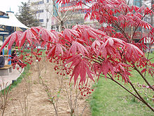 Popular red-foliaged cultivars include 'Atropurpureum' and 'Bloodgood'. AcerPalmatum2.jpg