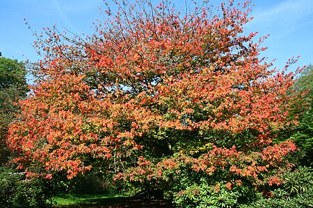 Acer_cissifolium