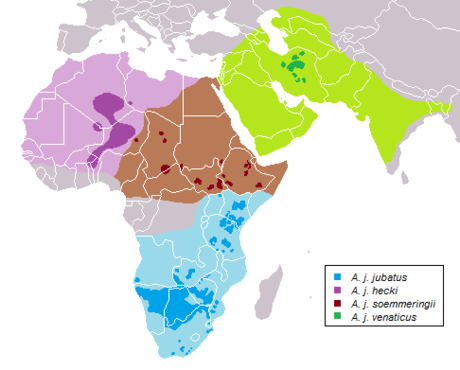 File:Acinonyx jubatus subspecies range.png