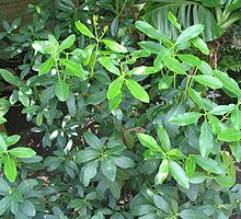 Acokanthera oblongifolia - poison arrow plant - from-DC1.jpg