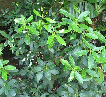 Acokanthera oblongifolia - poison arrow plant - from-DC1.jpg