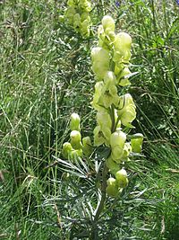 Aconitum anthora001.jpg