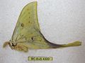 Actias parasinensis