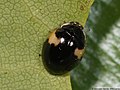 Adalia decempunctata (Linnaeus, 1758)