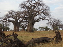 Adansonia digitata - baobaby.JPG