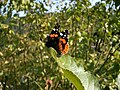 Vanessa atalanta