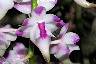 <i>Aerides lawrenceae</i> Species of orchid
