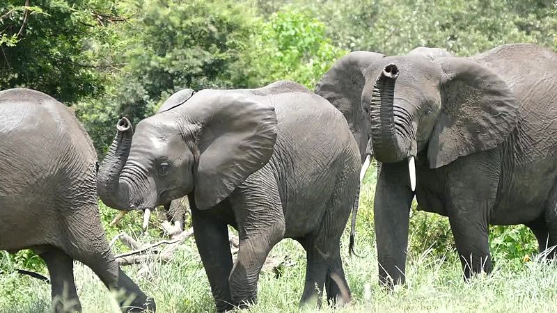 File:African Elephants (Loxodonta africana) (17123191857).jpg