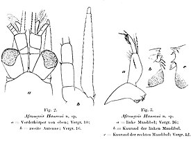 Afromysis hansoni