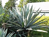 Agave americano (Agavaceae)