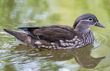 Aix galericulata (Mandarin duck) ♀