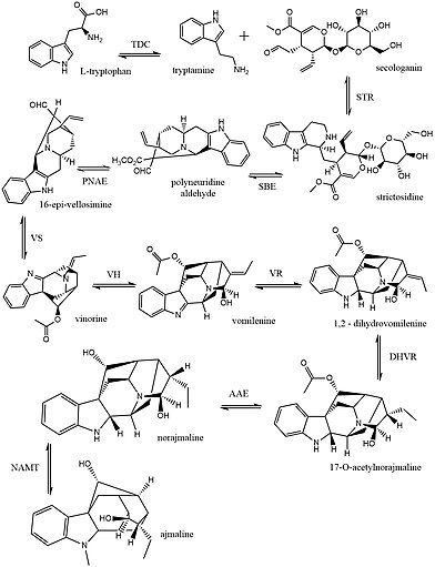 Ajmaline Biosynthesis Ajaline1.jpg