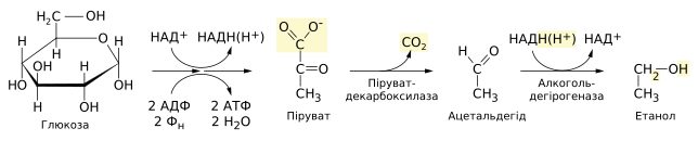 File:Alcoholic fermentation uk.svg