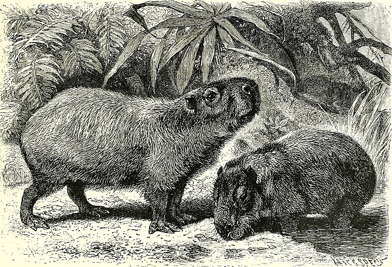 File:All about animals. Facts, stories and anecdotes (1900) (14775807214).jpg