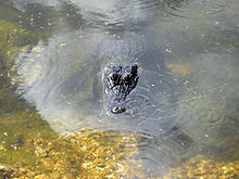 Alligator d'Amérique dans le Blue Hole.