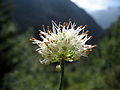 Allium ericetorum 02.jpg