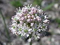 * Nomination Wild onion Allium decipiens inflorescence. --Le.Loup.Gris 10:47, 15 June 2011 (UTC) * Promotion Good. --Mattbuck 13:46, 16 June 2011 (UTC)