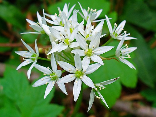 Allium ursinum 003.JPG