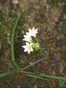 Allium zebdanense01.jpg