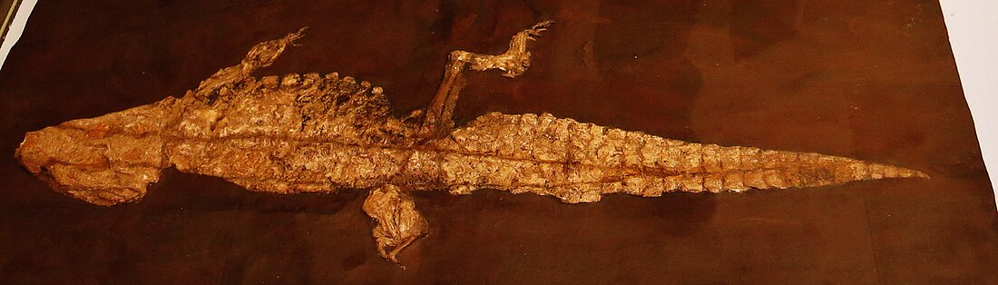 File:Allonathosuchus haupti 38983.jpg