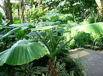 Hình thu nhỏ cho Alocasia odora