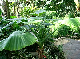 Alocasia odora