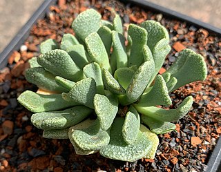 <i>Aloinopsis spathulata</i> Species of plant