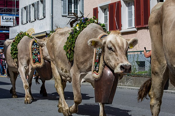 Almabtrieb at Mels in 2019