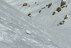 Tarmachan falaichte san t-sneachda