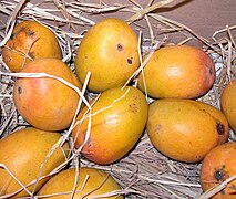 English: Mango (national fruit)